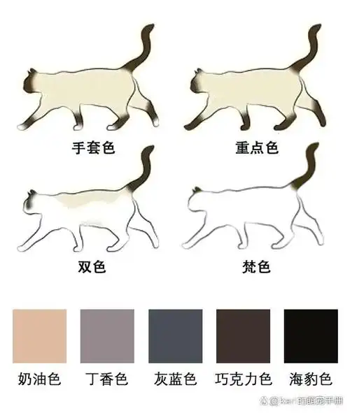 布偶猫有六种毛色:海豹色,灰蓝色,巧克力色,丁香色,奶油色和白色.