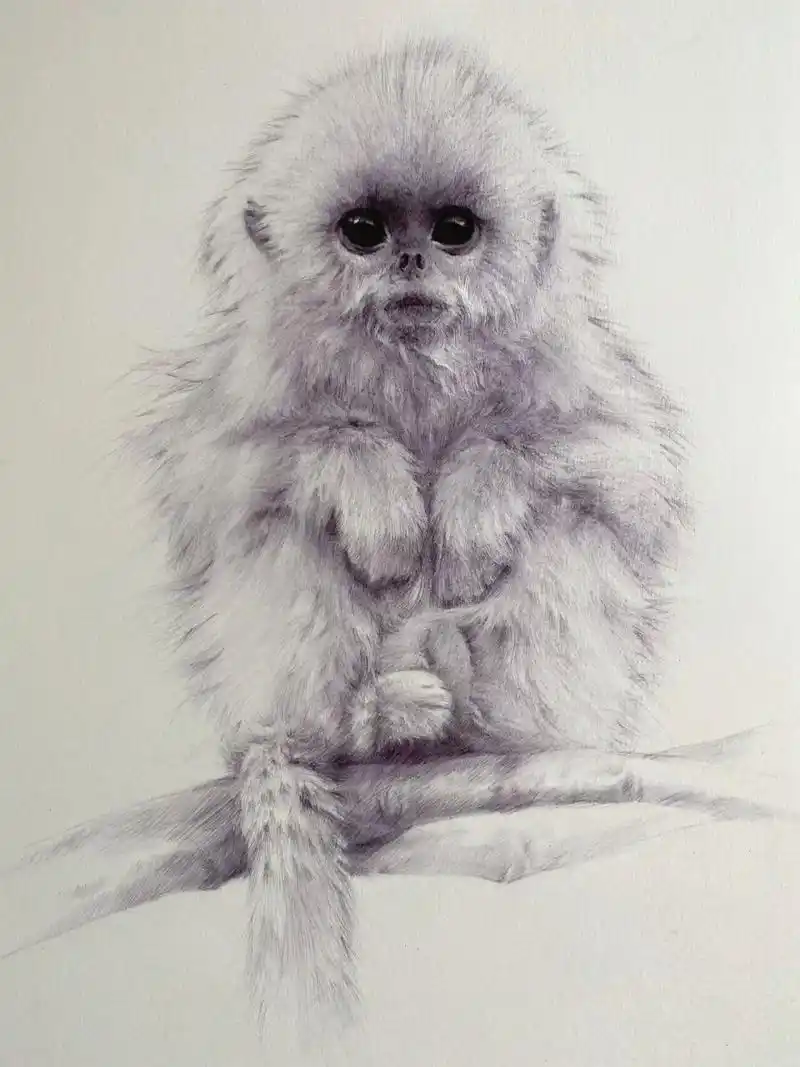 素描动物-金丝猴 及一些绘画步骤 这幅画真的画得特别不顺画了几天