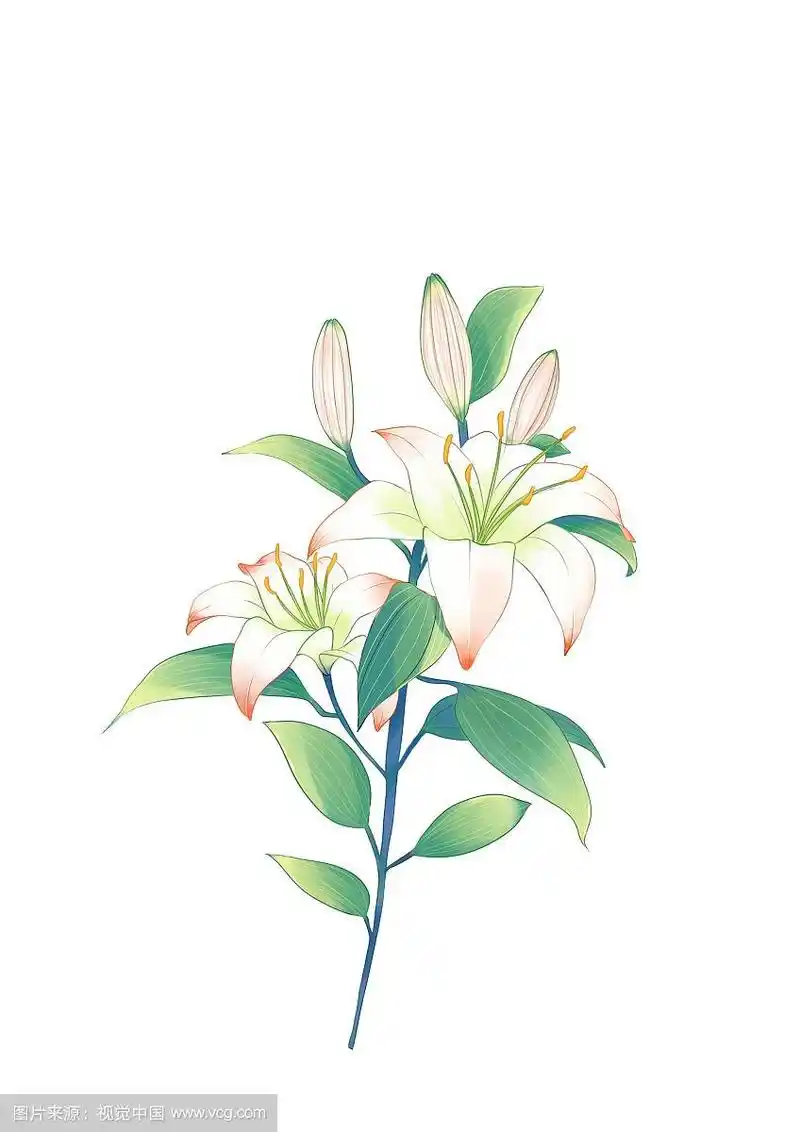 百合花植物花绘板绘插画