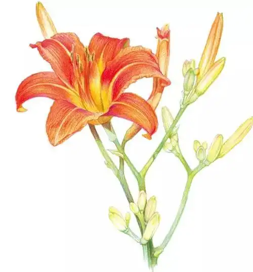 【彩铅教程】花卉——萱草