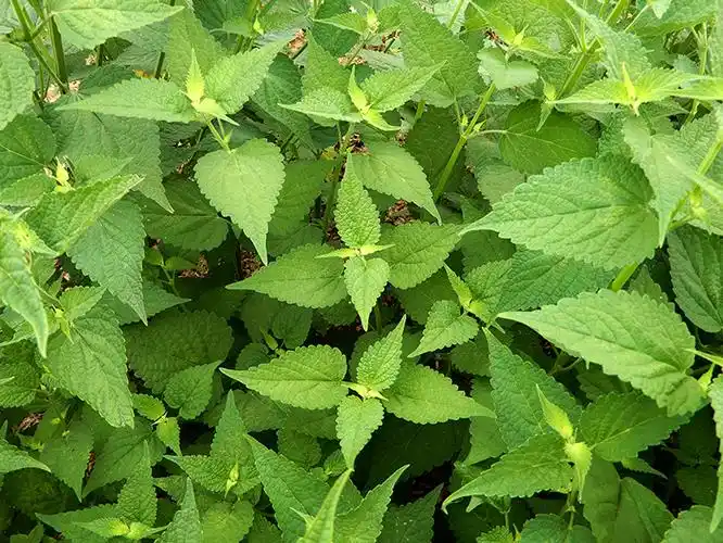 河南新鲜五香叶包邮凉拌捞面条藿香叶炖鱼煮鱼鱼香叶蘸豆花配料