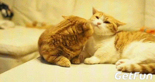 524_277gif 动态图 动图