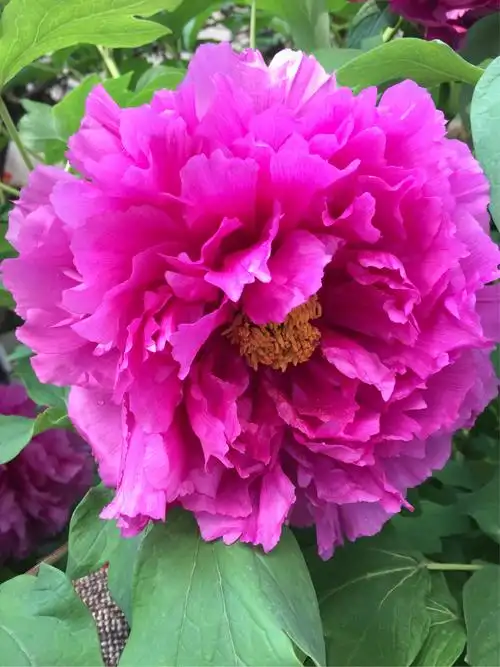 平阴玫瑰是天下第一花平阴玫瑰可用于制作玫瑰膏,酿造玫瑰酒,提取玫瑰