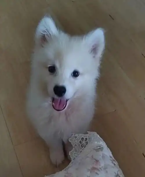 重庆领养微笑天使萨摩耶