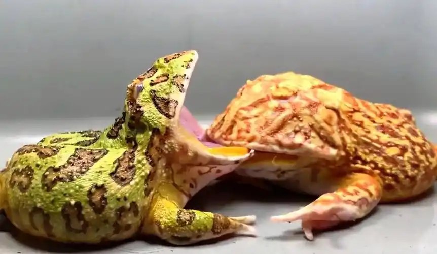 绿角蛙:尼玛轻点,我特么舌头都被你咬没了