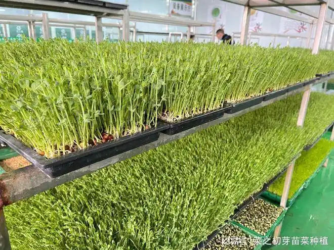 芽苗菜之香椿芽菜种植方法