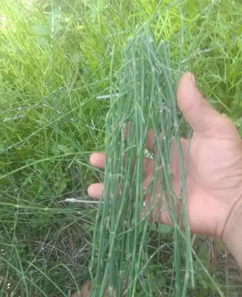 一种野草名字可爱又好听,大家叫它节节草,听说有人高价收购