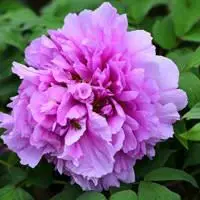 牡丹花头像图片大全 适合做微信头像最美牡丹花 - 头像图片 - 潮人