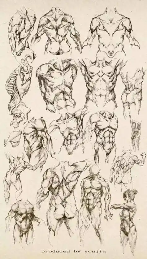 人体结构速写人体结构速写图