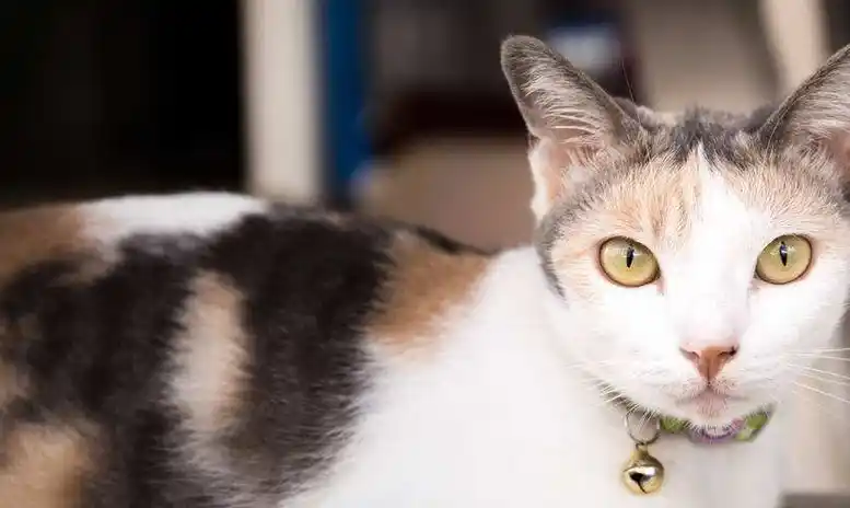 养猫,是养公猫好,还是养母猫好?