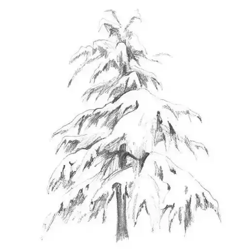 零基础也会画 | 素描雪松的教程