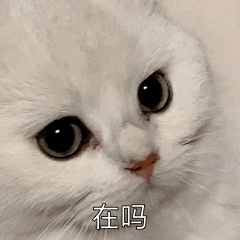 萌宠喵星人在吗好奇可爱呆萌gif动图_动态图_表情包下载_soogif