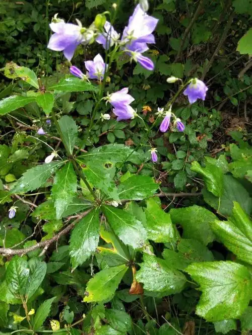 中草药科普本草纲目草部之沙参