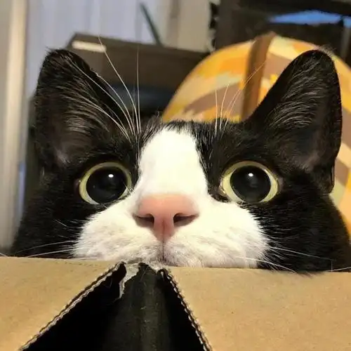 2020年新版猫咪头像