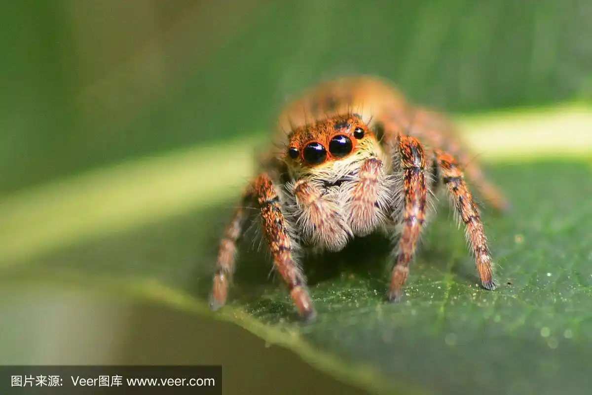 跳跃蜘蛛,可爱的,野生动物,泰国,腿
