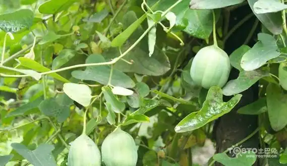 青木香的功效与作用 青木香与木香的区别 / 乐房网