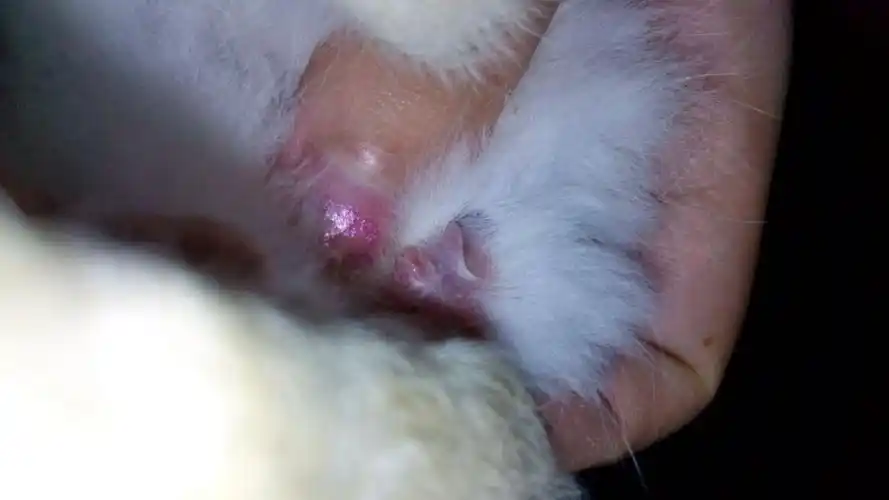 这只兔子是公是母?