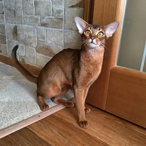 阿比西尼亚猫