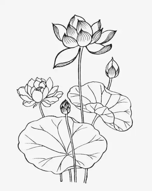 荷花图简笔画手绘