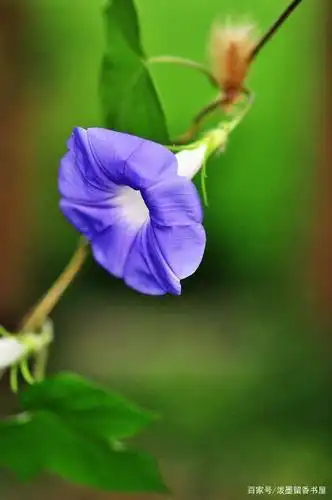 牵牛花手机壁纸图片