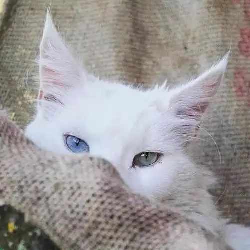 咦?为什么异瞳的猫咪大部分都是白色?