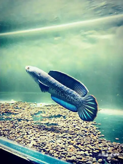 【鱼类】鬼王蓝宝石雷龙鱼苗