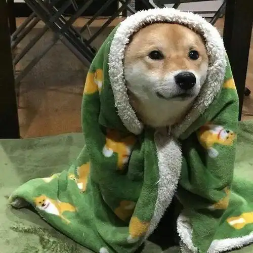 搞怪动物头像|搞怪