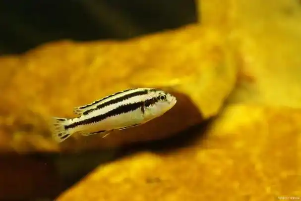 手把手教你养好斑马鱼