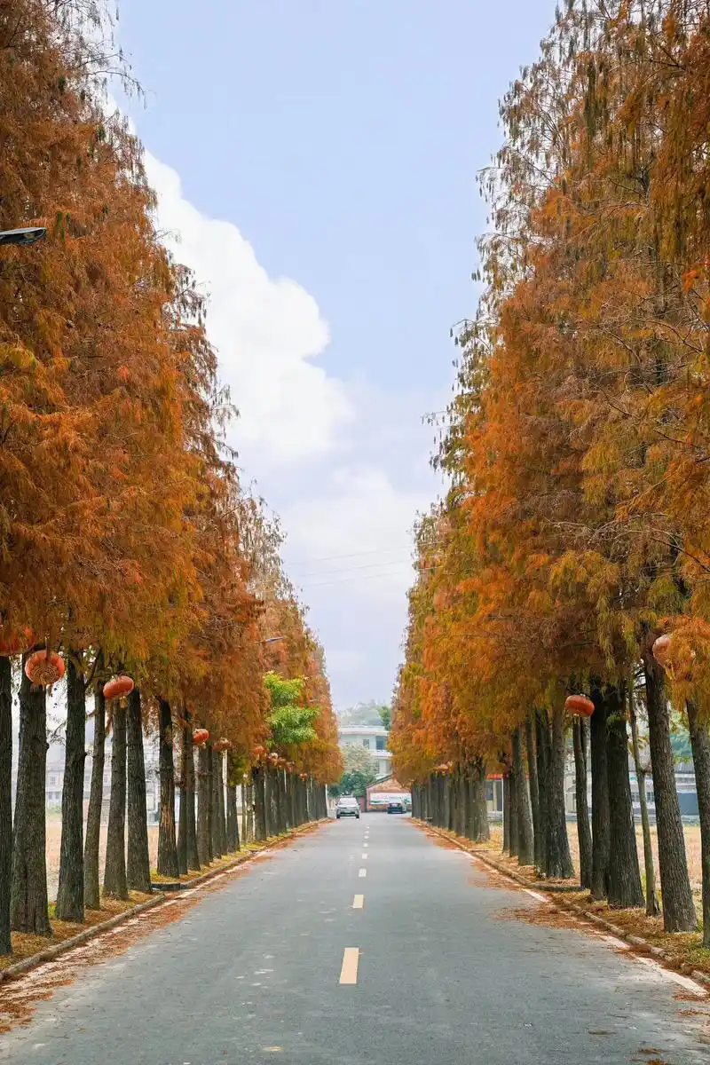 追随的#落羽杉 #南方的冬天 #杉树林风景 #摄影 #沿途随 - 抖音