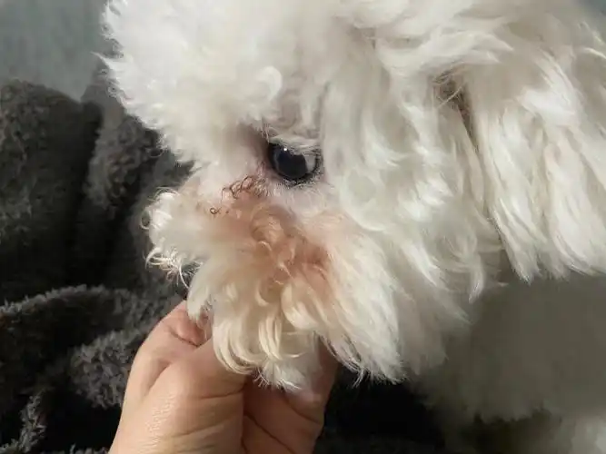 比熊去泪痕打卡73第17天