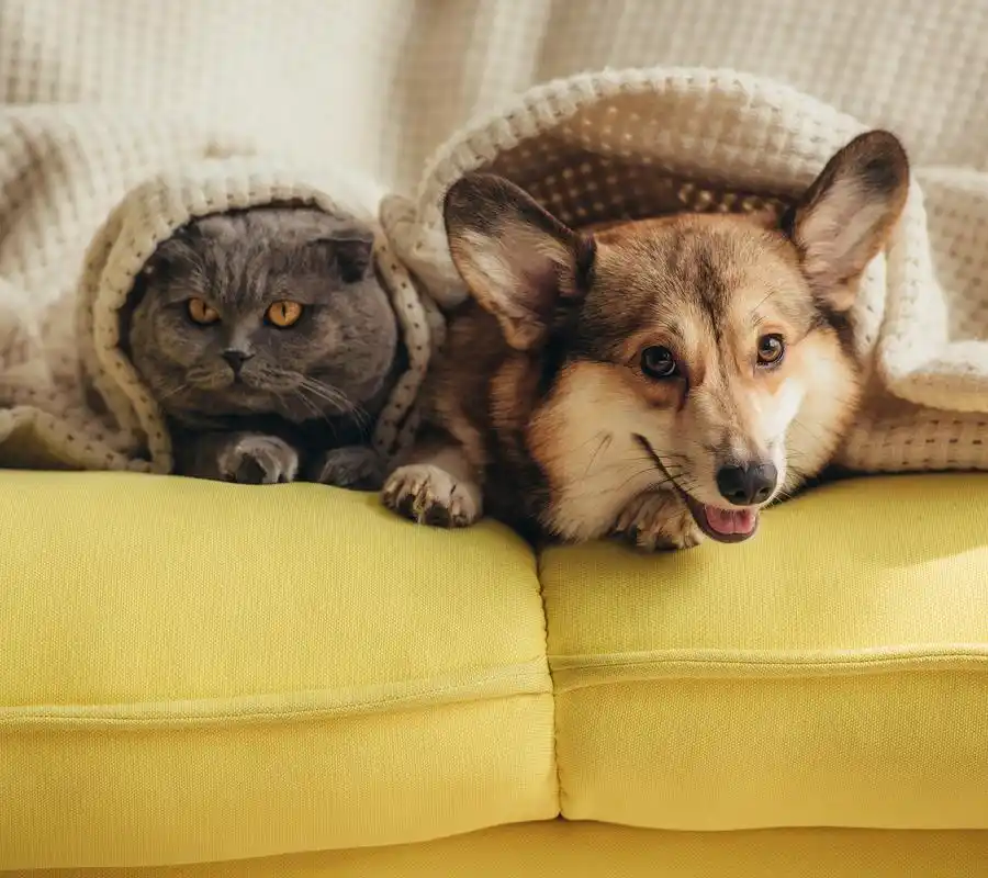 你看这些可爱的小猫咪和小狗狗