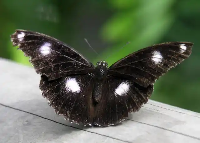 大熊猫我感觉我的地位受到了挑战