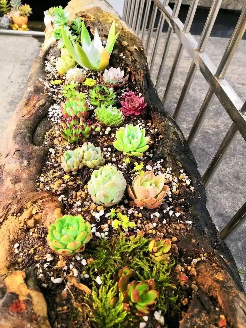 山上捡个大树桩,火烤一遍种多肉,3天服盆1年变老桩!