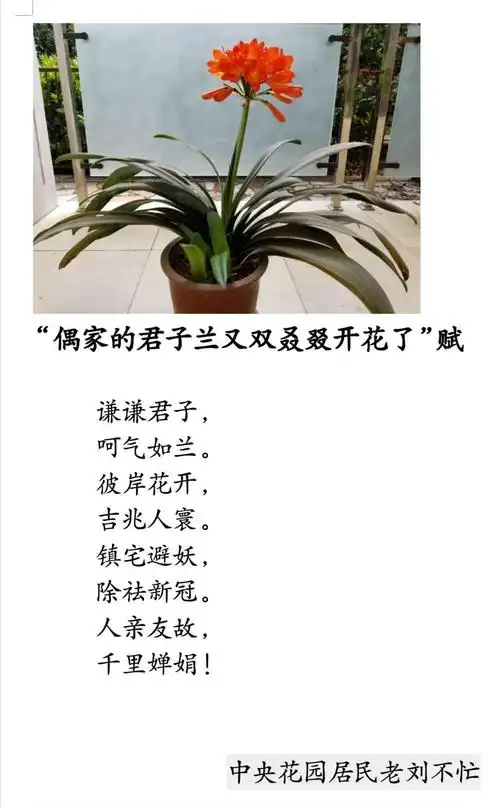 "偶家的君子兰又双叒叕开花了"赋:中央花园居民老刘不忙