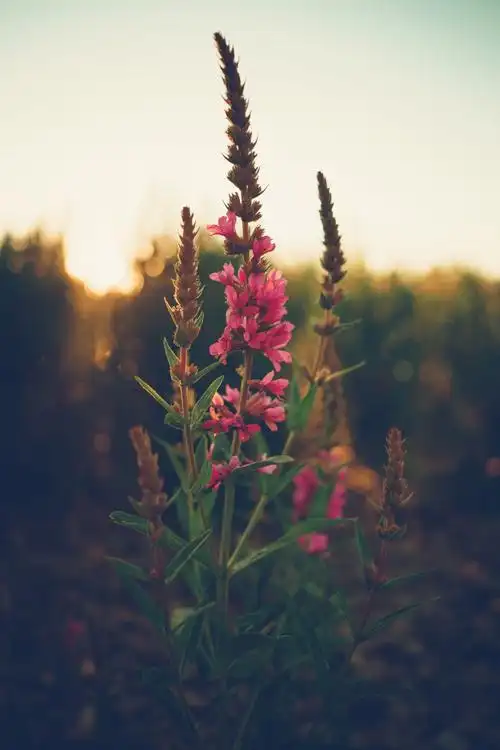 黄昏逆光中的花草图片