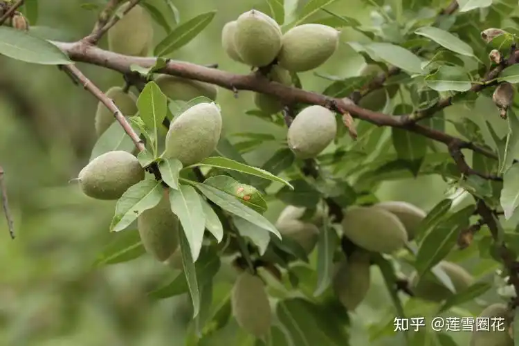 种植户该怎么选择品种好的巴旦木苗木山西能种植巴旦木树苗吗