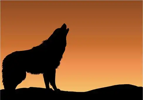 狼尾图片-狼尾高清图片大全-觅元素