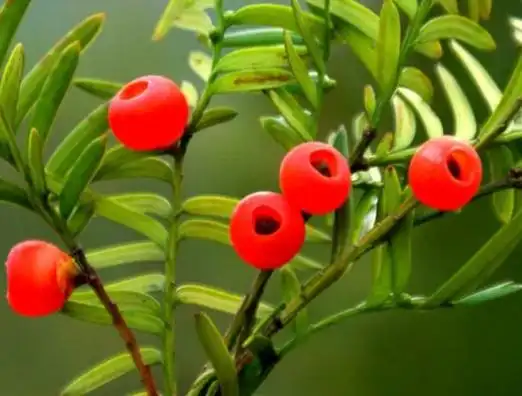 红豆杉适合摆放在哪里,盘点风水最好的五个位置