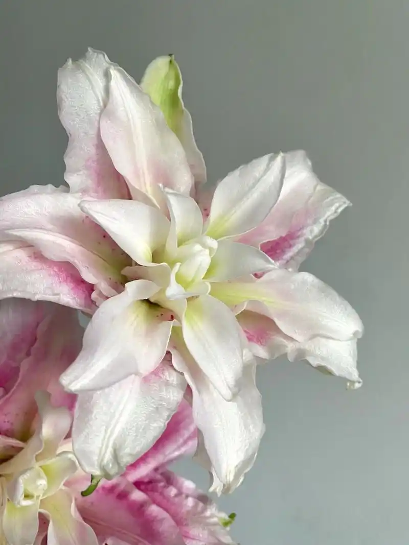 识花卡——重瓣百合伊莎贝拉