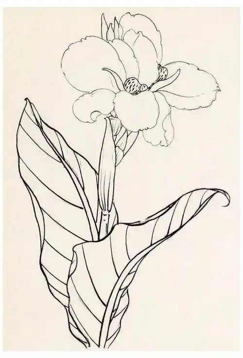 名家教你画白描花鸟_作品_古人习_线条