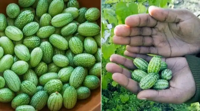 世界上最小的西瓜:只有拇指般大小,一口能吞10个!