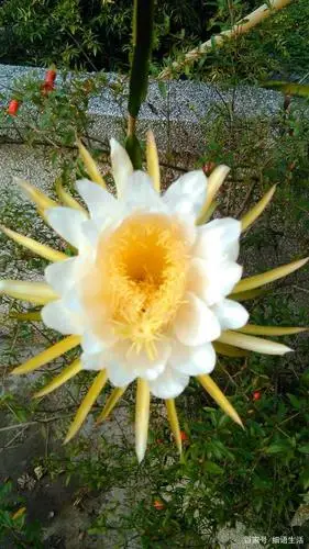 新鲜霸王花,这款美食你可能没吃过