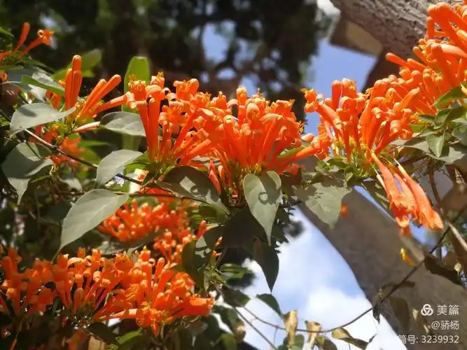 其它 炮仗花开,好运常来家乡风景美如画, 屋前屋后鲜花开.