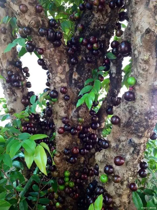 嘉宝果是一种热带水果,果肉呈半透明,甘甜多汁,富含维生素c,钙,铁等