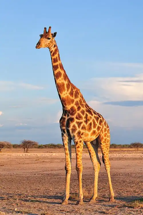 长颈鹿照片下载