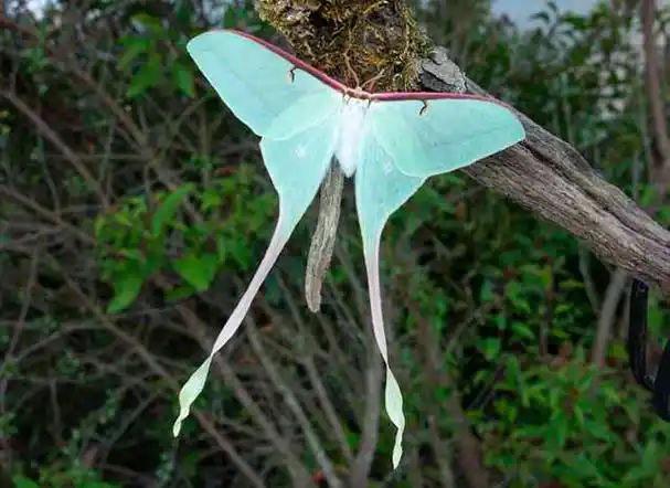p>长尾大蚕蛾( i>actias dubernardi /i>&nbsp;oberthur,1897)是