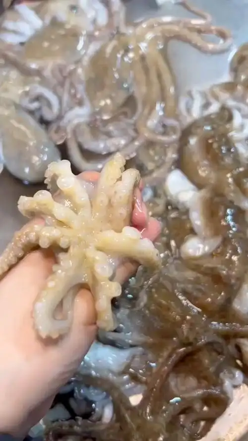 又新鲜又调皮的八爪鱼～清水一煮,蘸料 鲜溜溜!