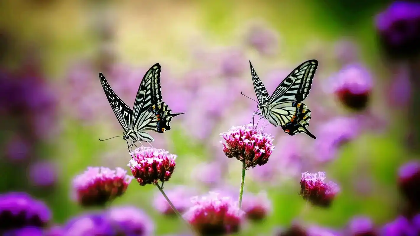 你若盛开蝴蝶自 - 抖音