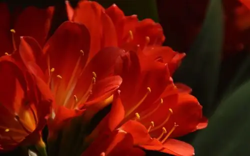 唯美君子兰花高清桌面壁纸