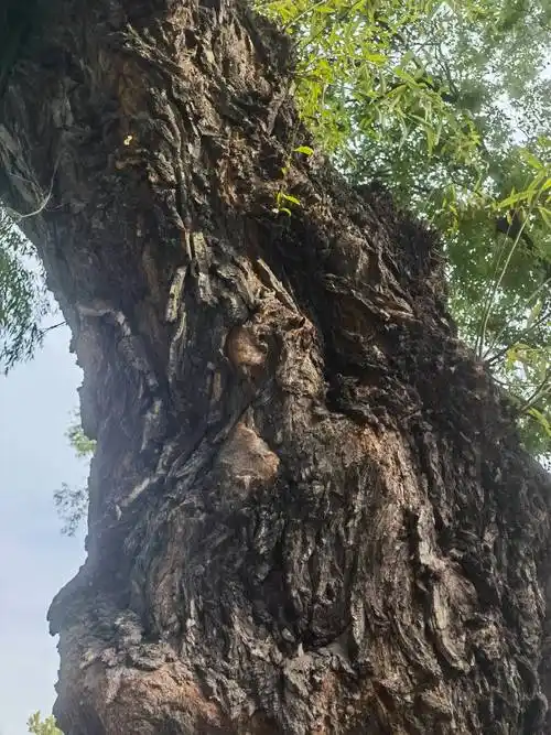 智库杨兆波:太原晋祠那些根深叶茂的古树